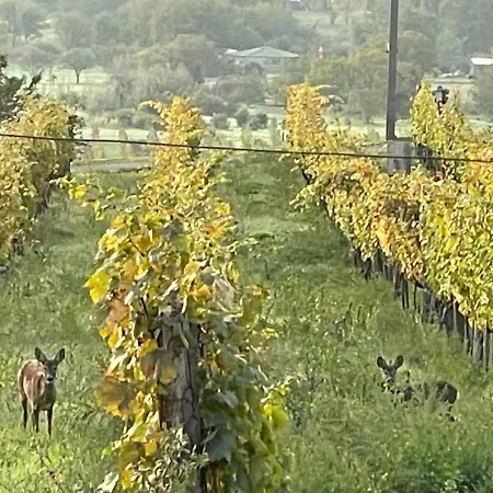 Panoramic Tranquility On Hill Of Vineyard *